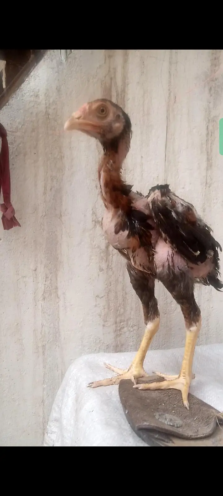Basheer Purbana Blood Line Aseel Chicks — photo 3