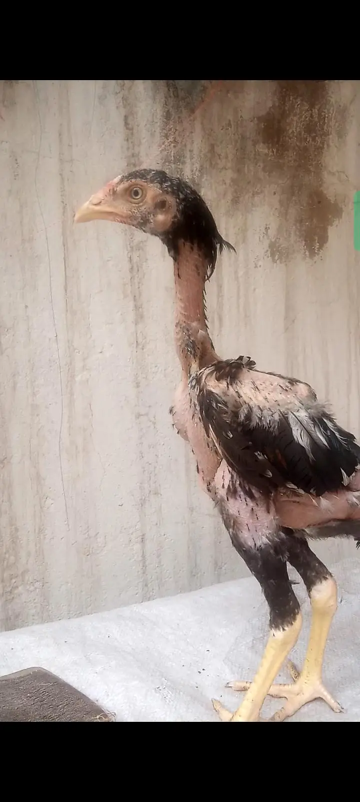 Basheer Purbana Blood Line Aseel Chicks — photo 4