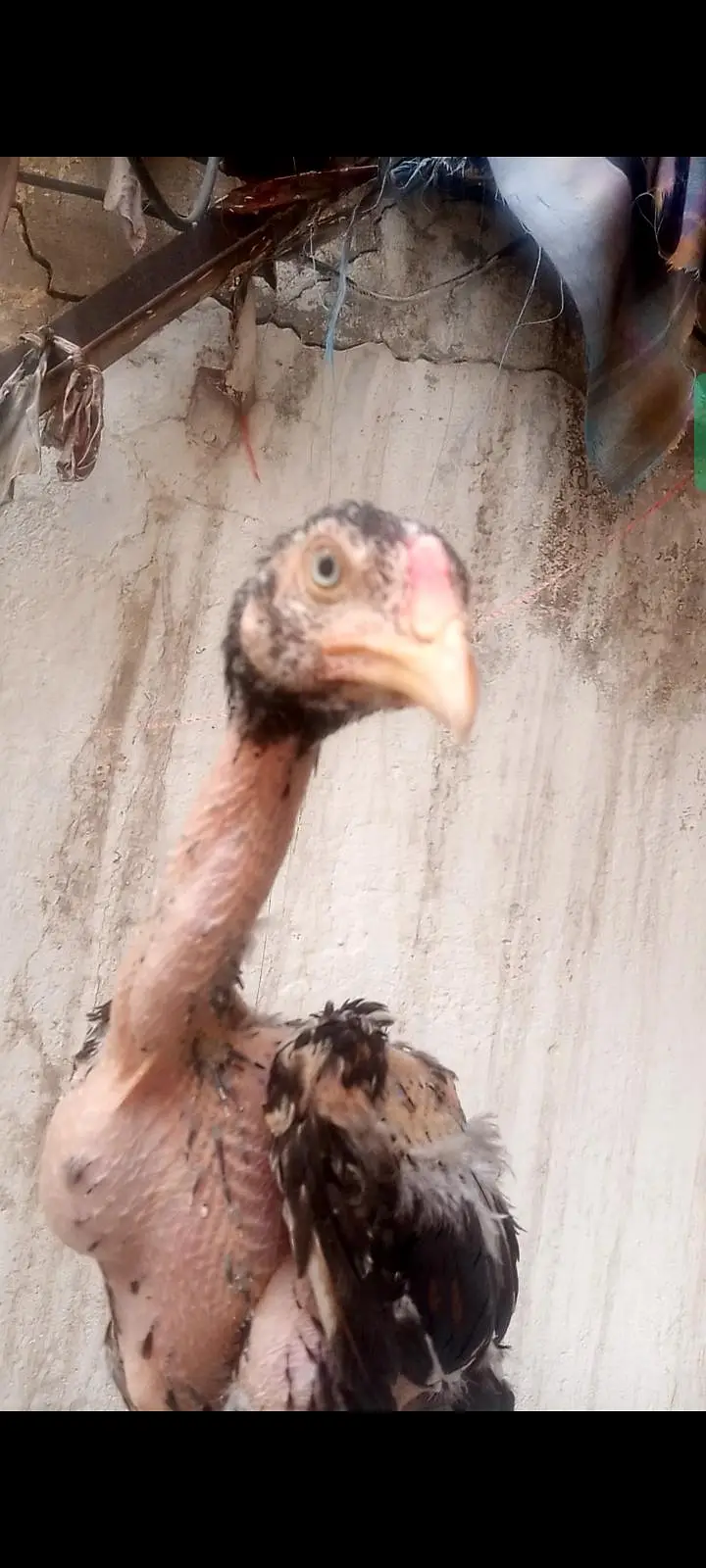 Basheer Purbana Blood Line Aseel Chicks — photo 5