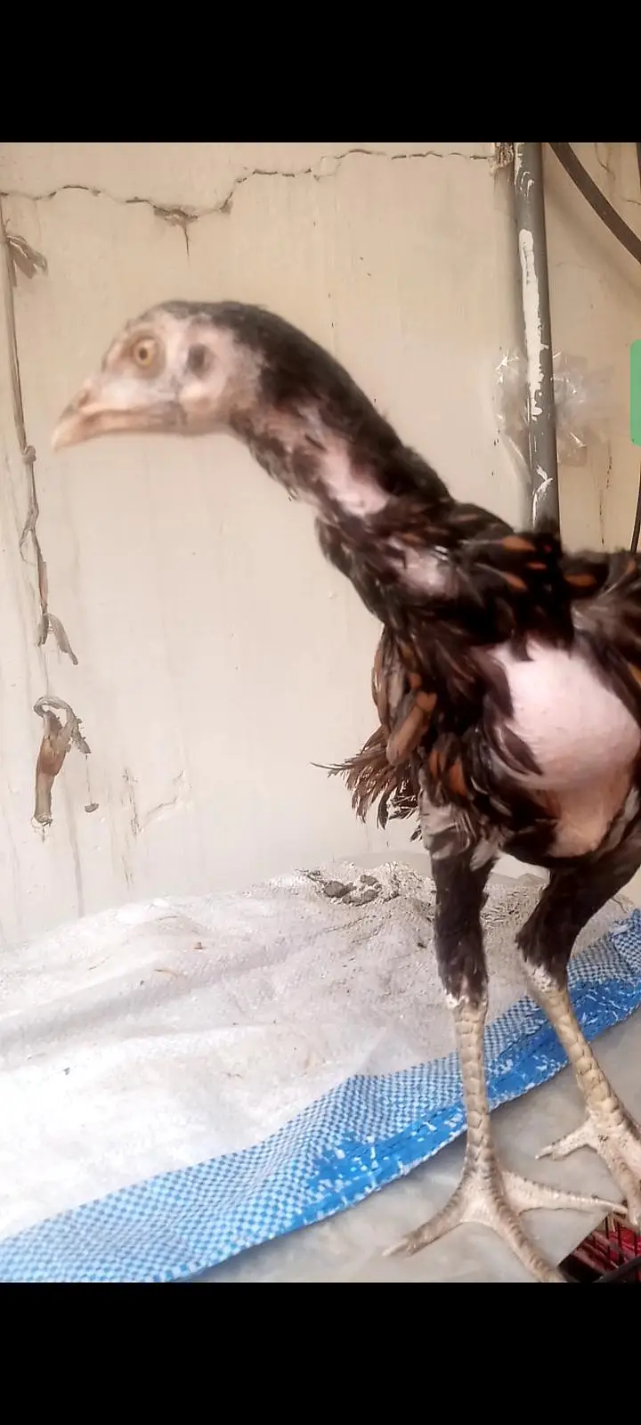 Basheer Purbana Blood Line Aseel Chicks — photo 6
