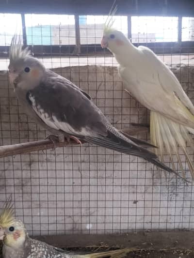 cockatiel parrot