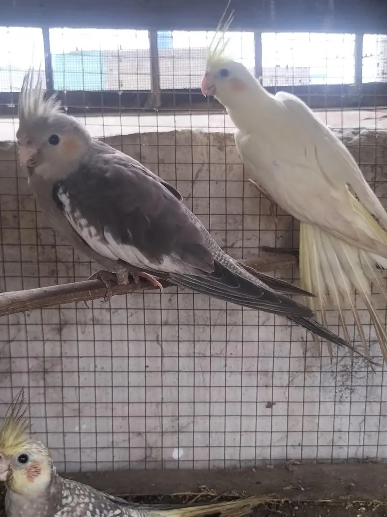cockatiel parrot