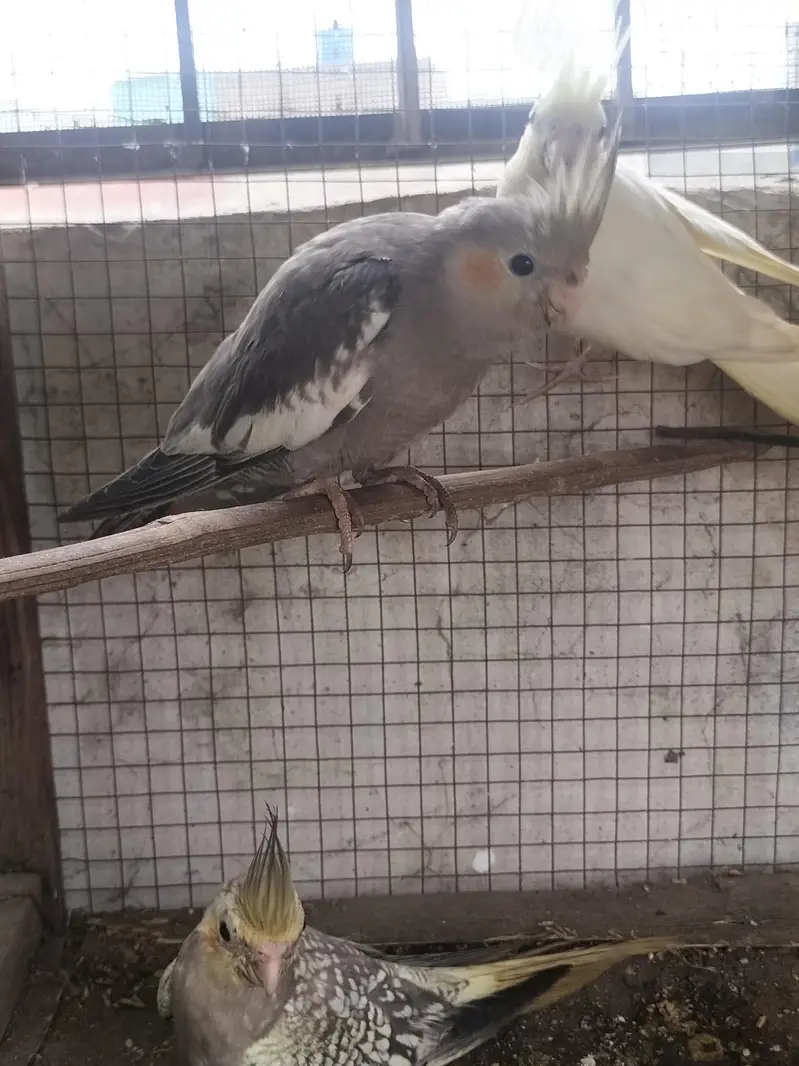 cockatiel parrot — photo 2