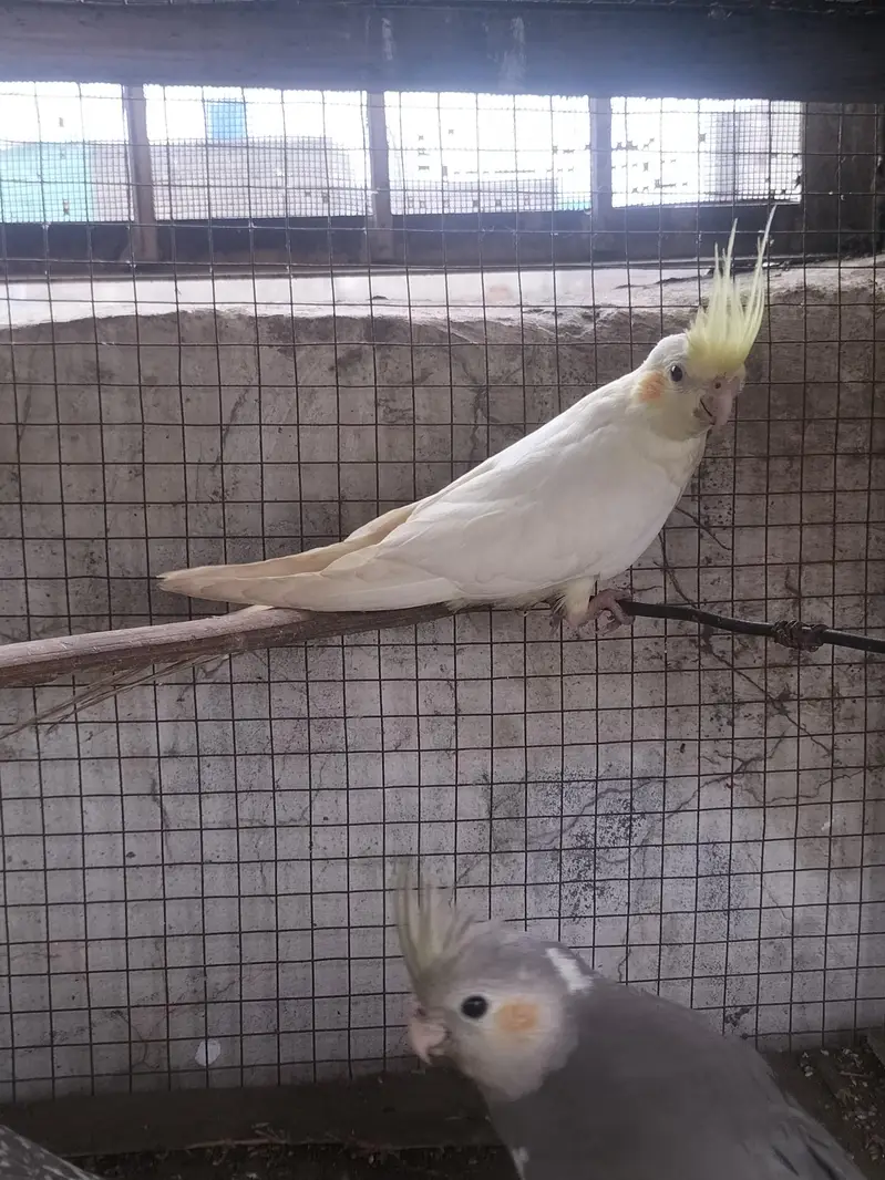 cockatiel parrot — photo 3