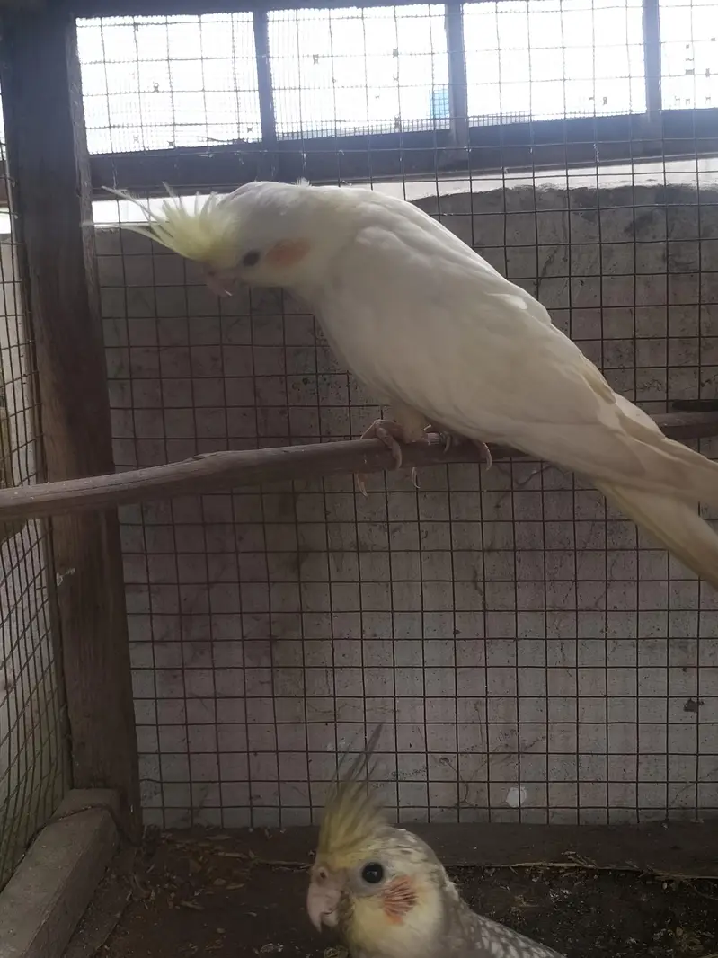 cockatiel parrot — photo 4