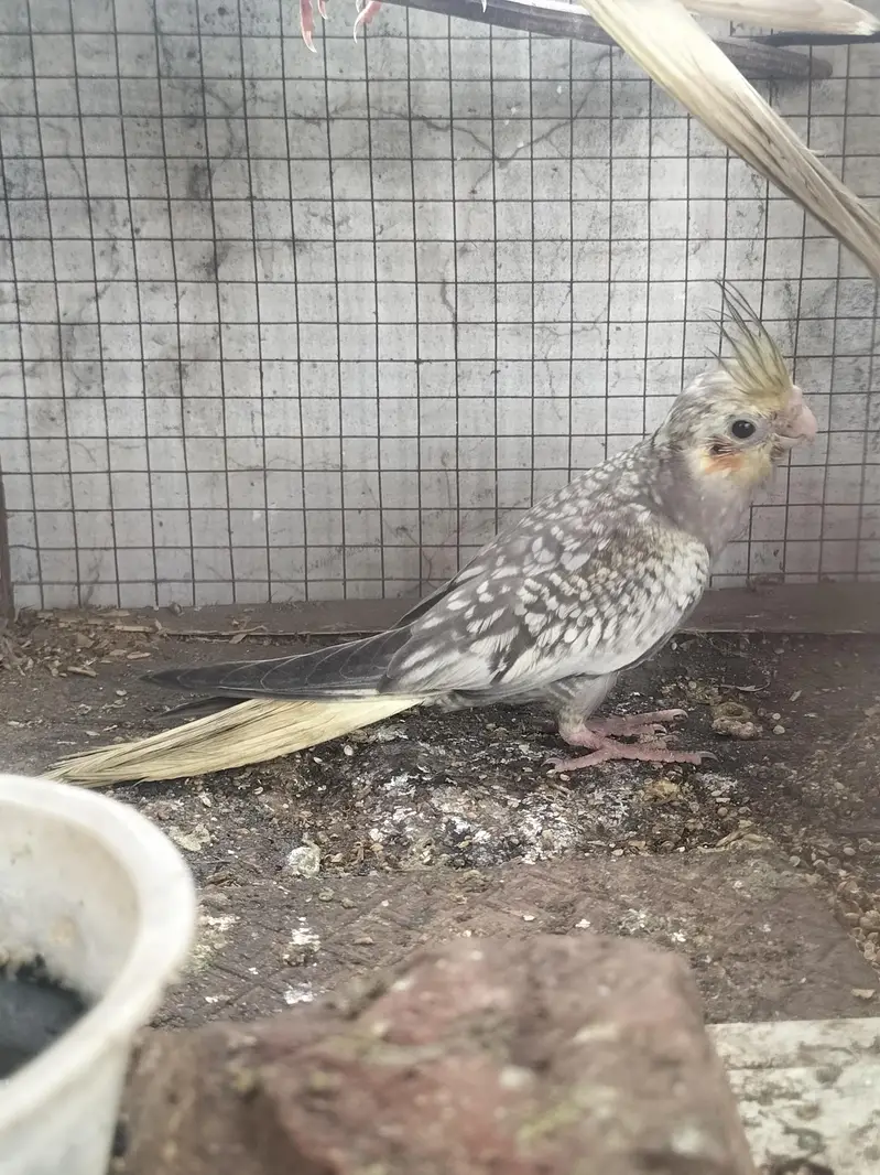 cockatiel parrot — photo 5