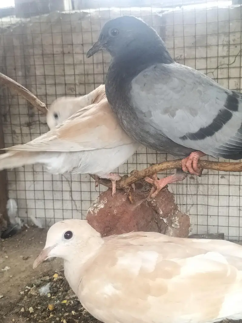 cockatiel parrot — photo 6