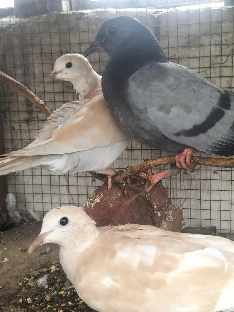 cockatiel parrot — photo 7
