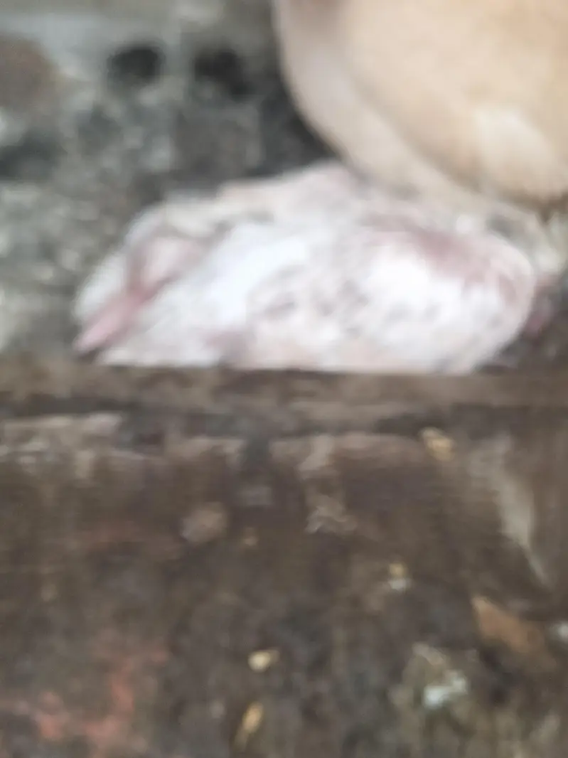 cockatiel parrot — photo 8