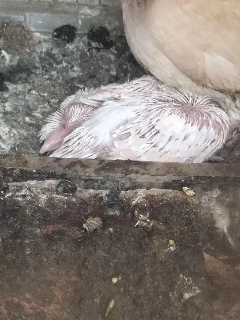 cockatiel parrot — photo 9
