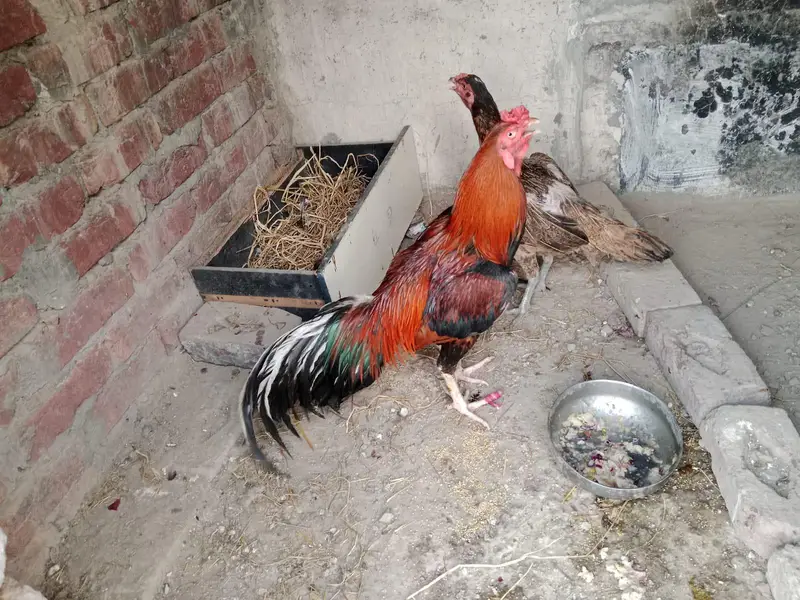 Aseel | Sindhi Aseel | Pakistan Aseel | Mianwali Aseel For Sale — photo 10