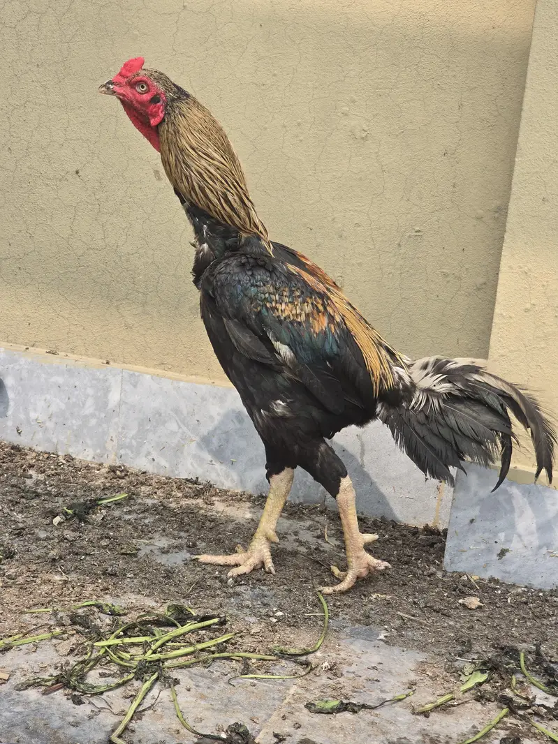 Aseel | Sindhi Aseel | Pakistan Aseel | Mianwali Aseel For Sale — photo 11