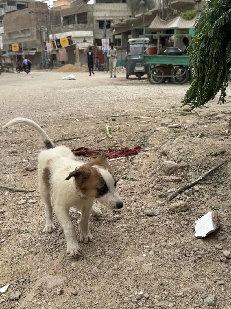 Pomeranian dogs — photo 2