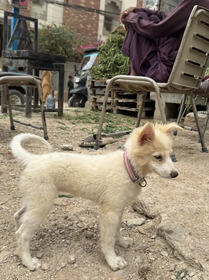 Pomeranian dogs — photo 3