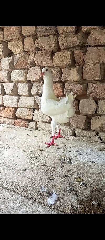 Maltese Breeder Male