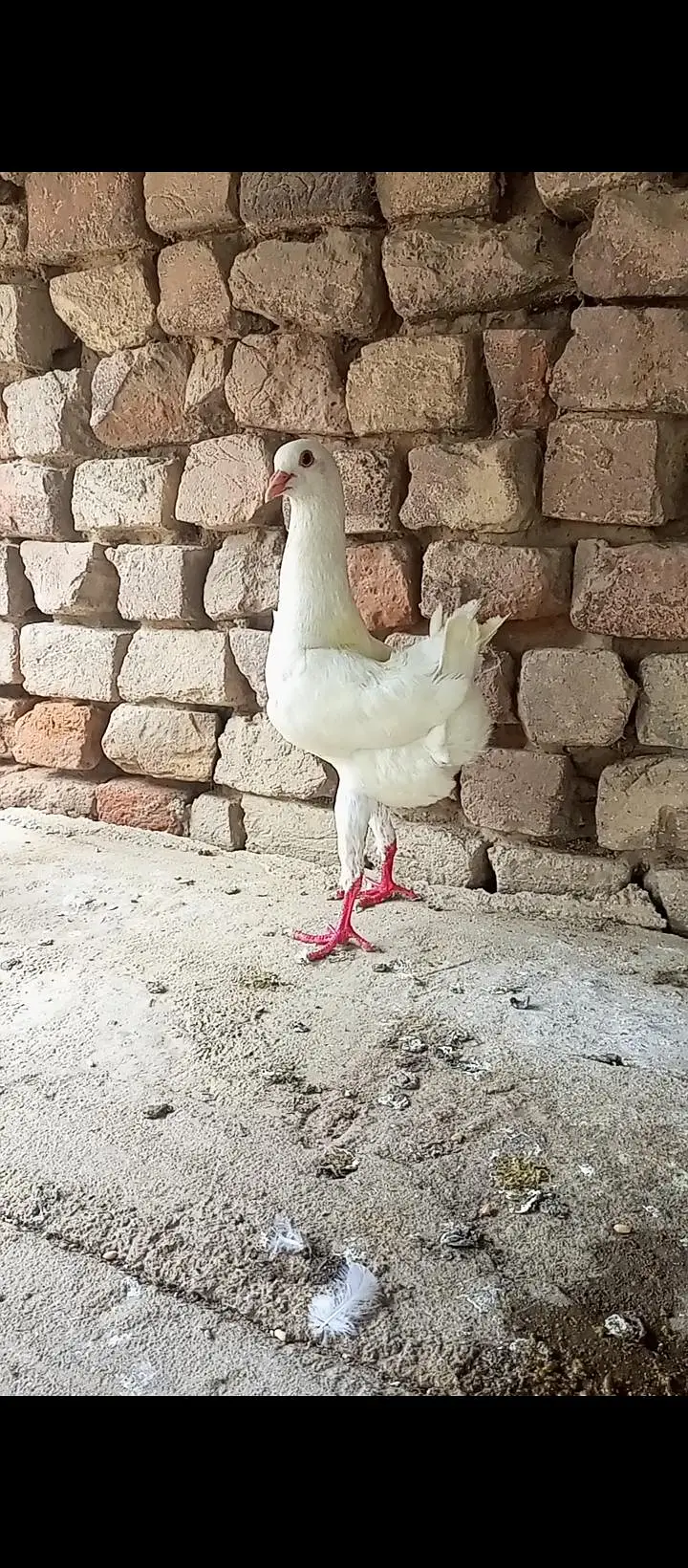 Maltese Breeder Male