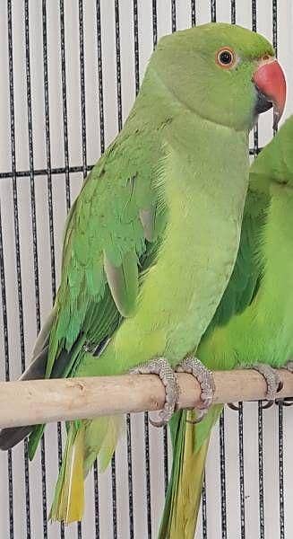 Ring nack parrot for sale