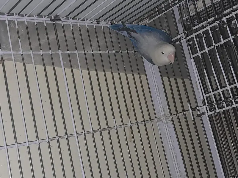 cages | birds cages | parrots cages | portion cages — photo 2
