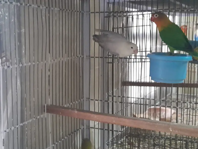 cages | birds cages | parrots cages | portion cages — photo 3