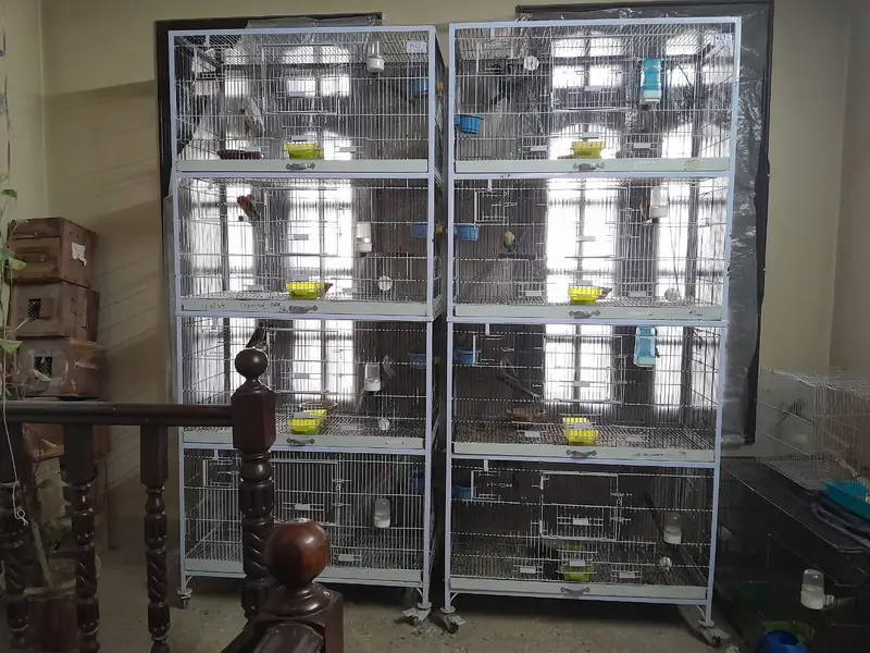 cages | birds cages | parrots cages | portion cages — photo 4