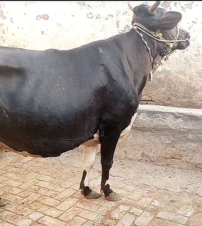 cow for sale
