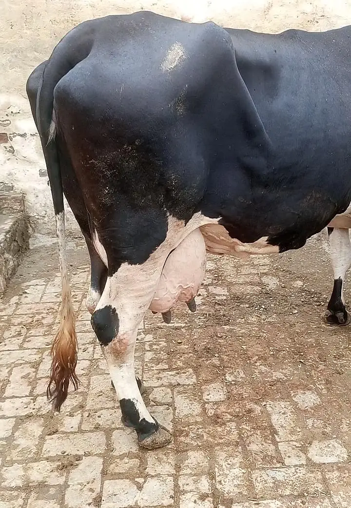 cow for sale — photo 2