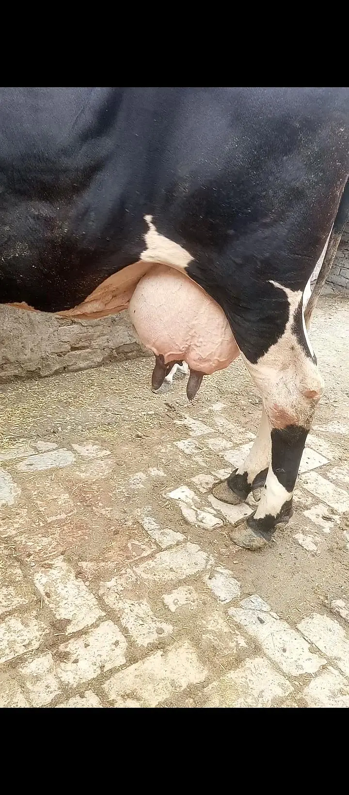 cow for sale — photo 3
