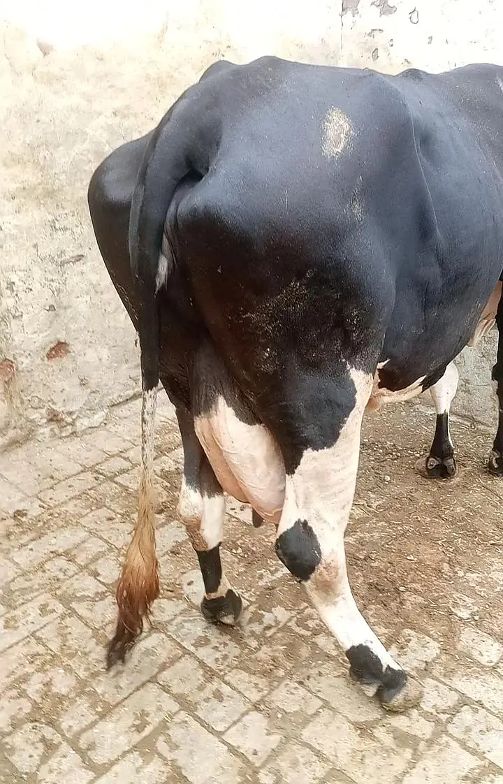 cow for sale — photo 4