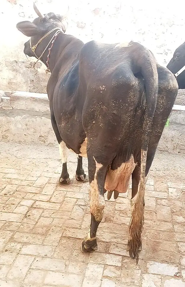 cow for sale — photo 5