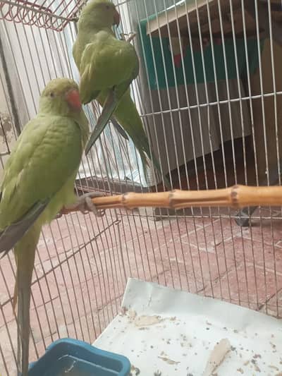 green parrot