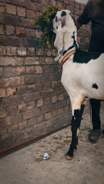 Beetal pure Desi Bakra 4 daant live weight 50kg