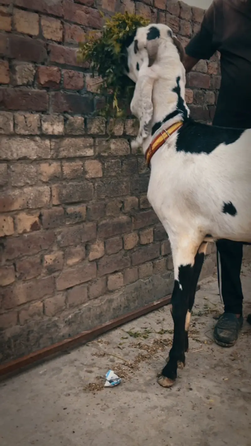 Beetal pure Desi Bakra 4 daant live weight 50kg