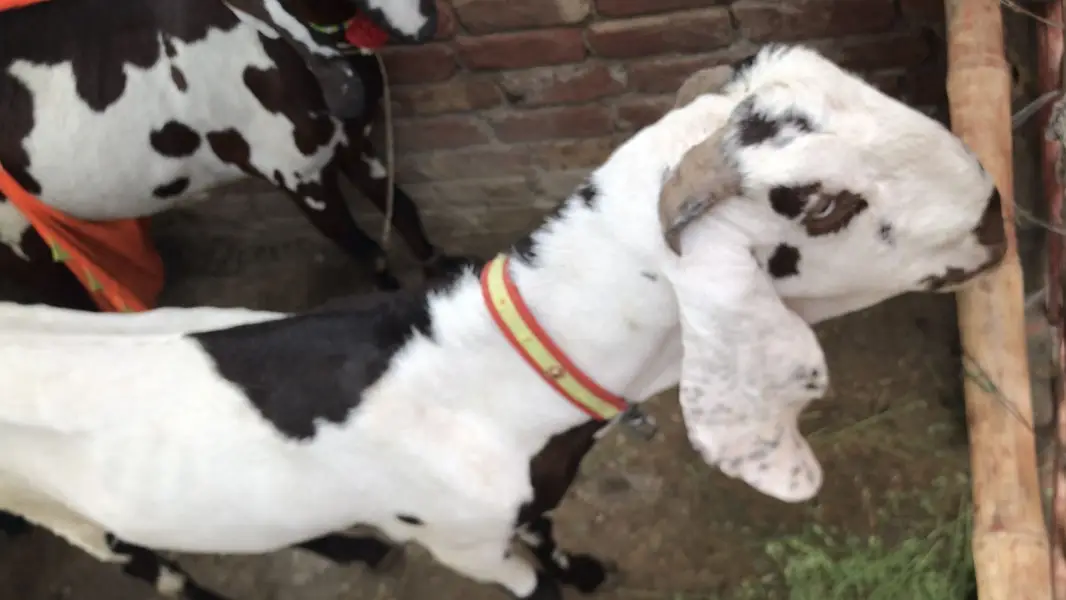Beetal pure Desi Bakra 4 daant live weight 50kg — photo 2