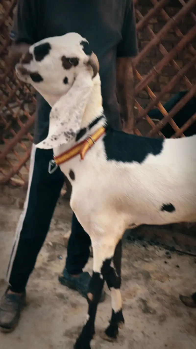 Beetal pure Desi Bakra 4 daant live weight 50kg — photo 3