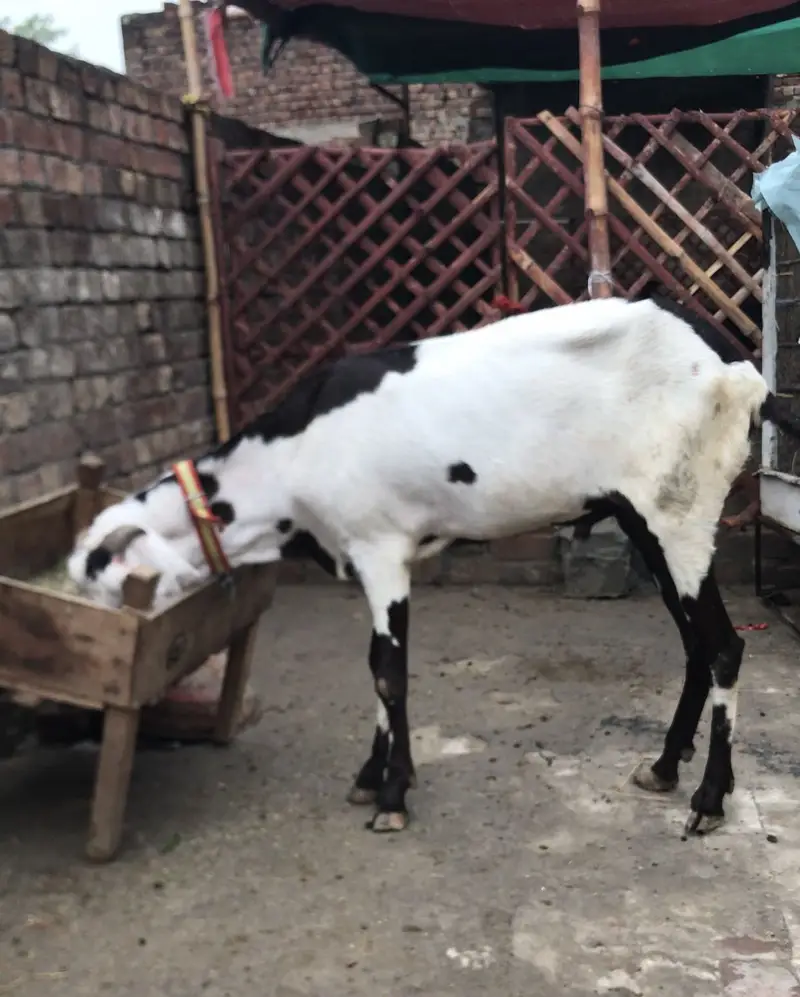 Beetal pure Desi Bakra 4 daant live weight 50kg — photo 4
