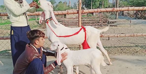 2 Bacchon Ka Sath Rajanpuri Bakri For Sale _03091039419