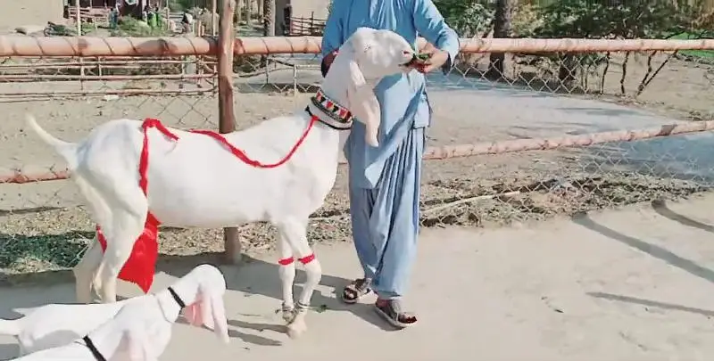 2 Bacchon Ka Sath Rajanpuri Bakri For Sale _03091039419 — photo 2