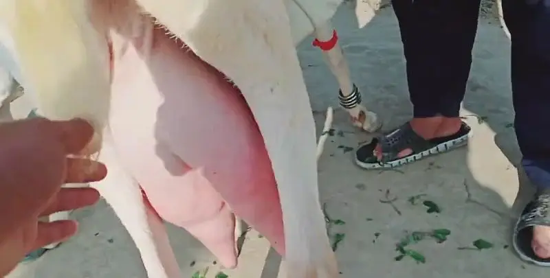 2 Bacchon Ka Sath Rajanpuri Bakri For Sale _03091039419 — photo 3