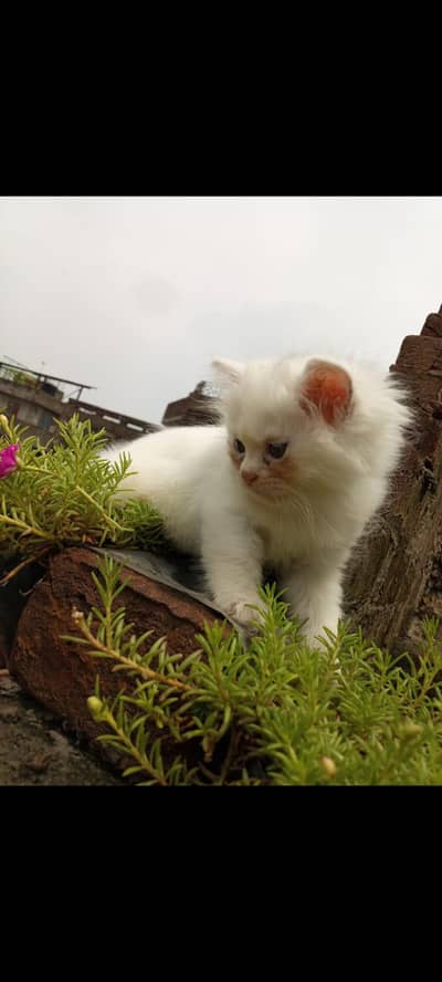 persain kitten