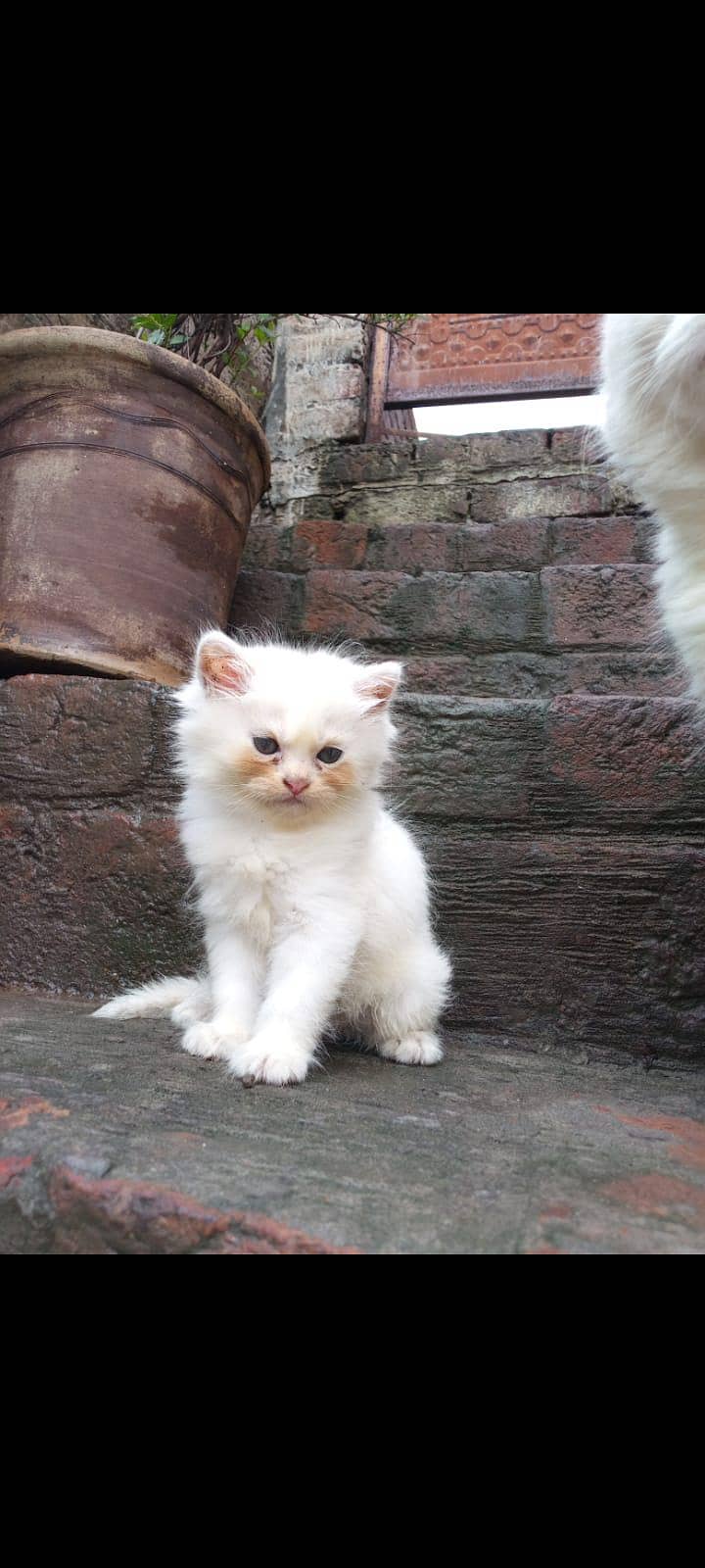 persain kitten 1