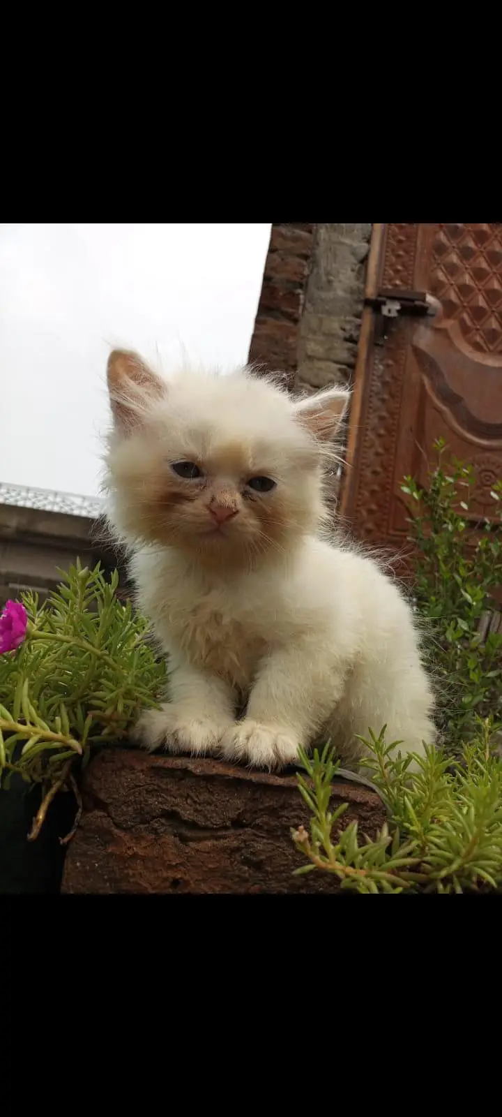 persain kitten — photo 4