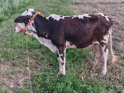 cow for sell km se km 2 sal ki hogii location Peshawar