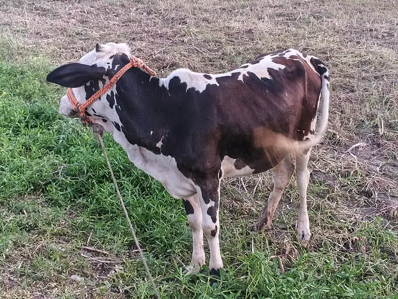 cow for sell km se km 2 sal ki hogii location Peshawar — photo 2