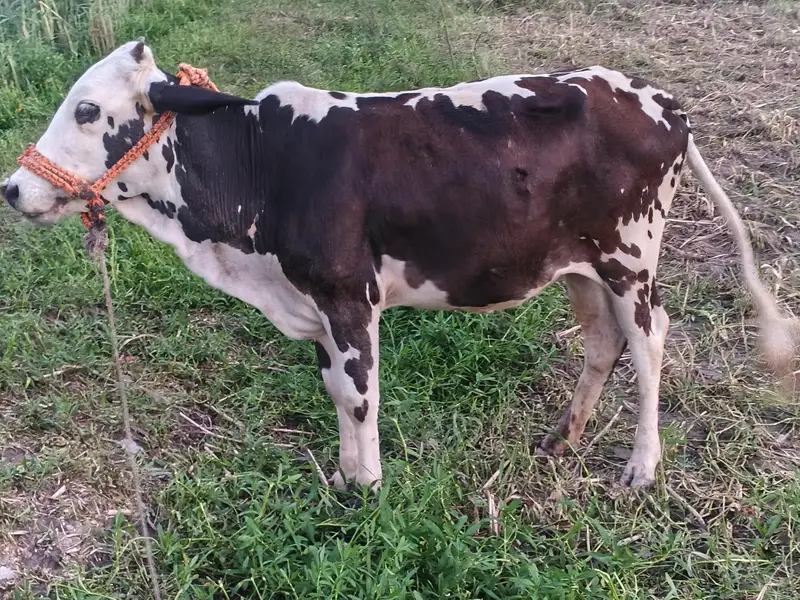 cow for sell km se km 2 sal ki hogii location Peshawar — photo 3