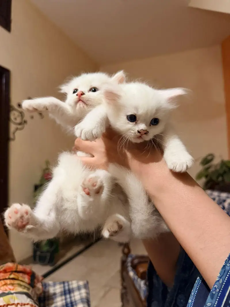 Persian cat kitten — photo 2