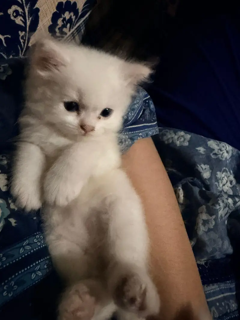 Persian cat kitten — photo 3