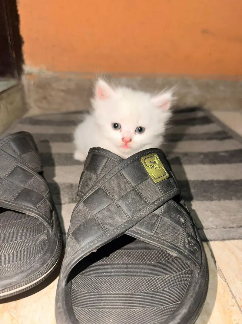 Persian cat kitten — photo 6