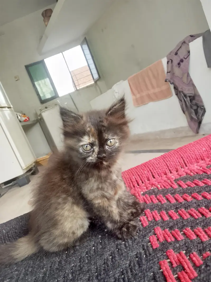 Persian cat kitten — photo 8