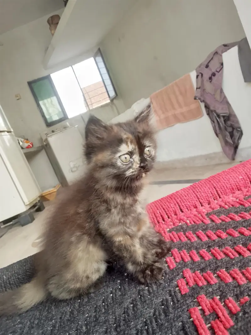 Persian cat kitten — photo 9