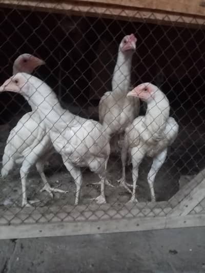 paper white heera aseel